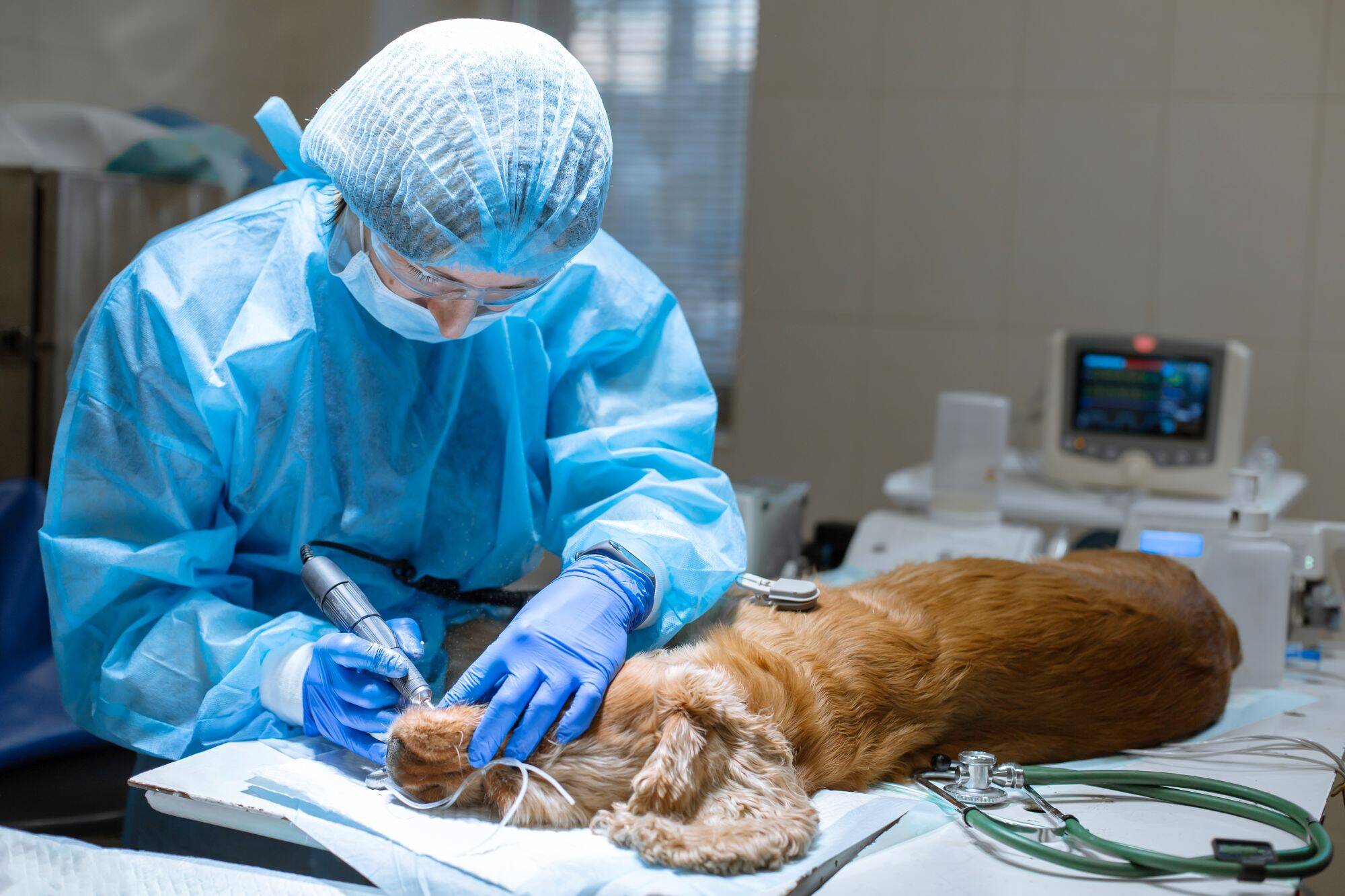 For Dogs & Cats